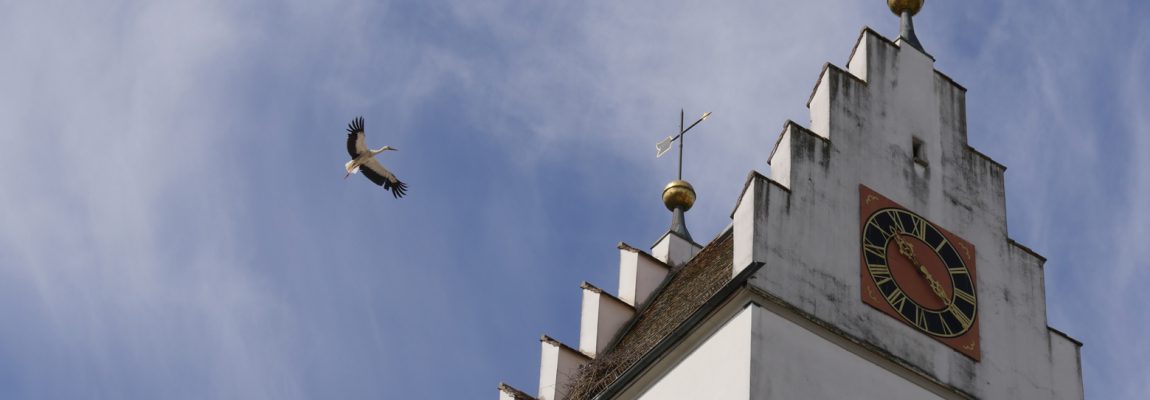 Blog Kirche ist Mittelpunkt in Ostrach und Anziehungspunkt für anzählige Störche. Aktuell bauen sie wieder ihre Nester. Foto: Ferdinand Joesten